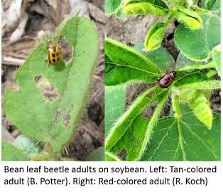 Bean leaf beetle adults on soybean